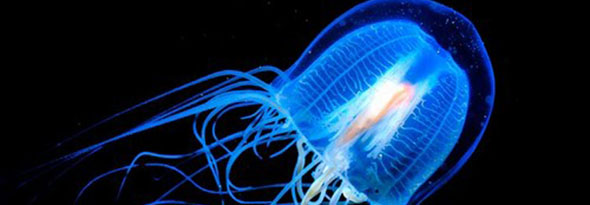 Turritopsis nutricula medusa inmortal