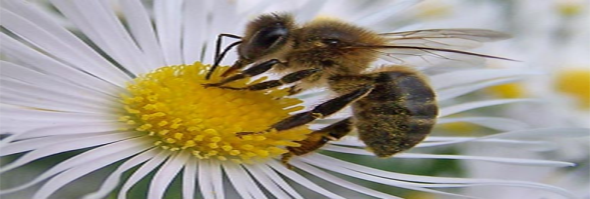 sabias que la abeja reina puede elegir el sexo del huevo que va a poner