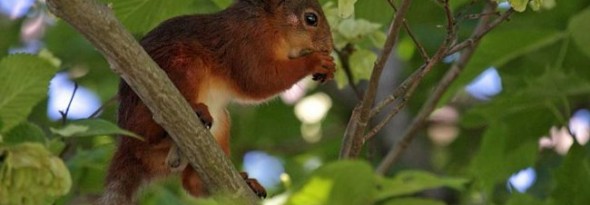 ardilla plantan arboles avellanas nueces