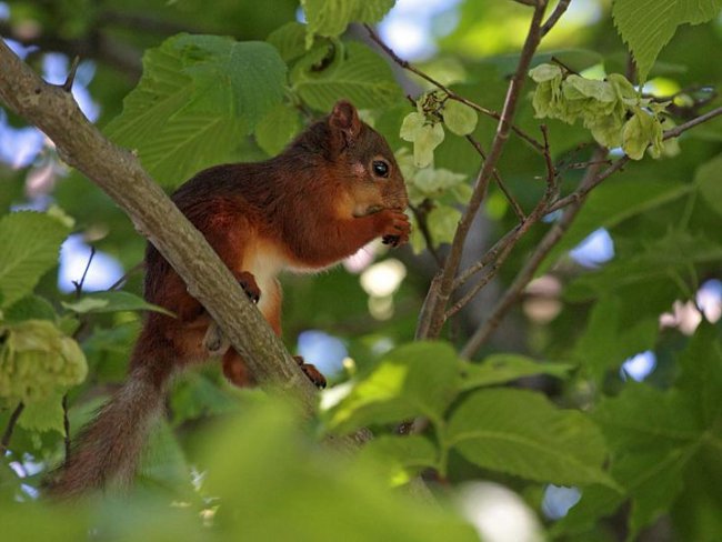 ardilla plantan arboles avellanas nueces