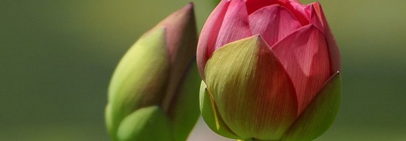 flor cerrada por la noche