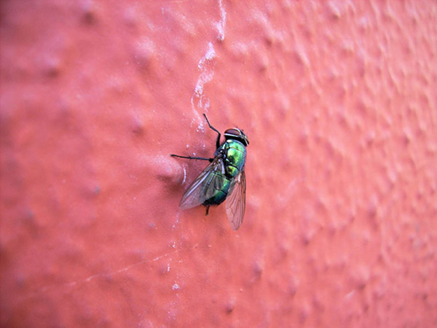 como puede una mosca andar por las paredes