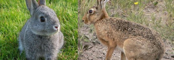 en que se diferencian los conejos y las liebres