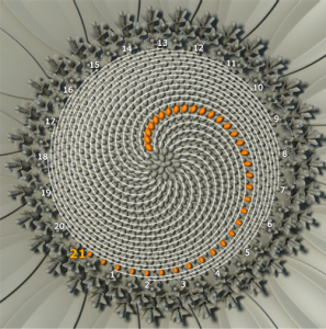 fibonacci girasol