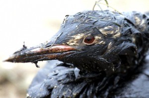 ave contaminada de petroleo vertido al mar
