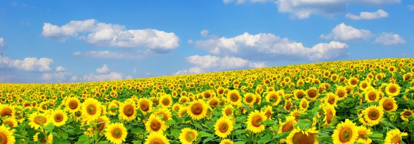 por que los girasoles giran hacia el sol