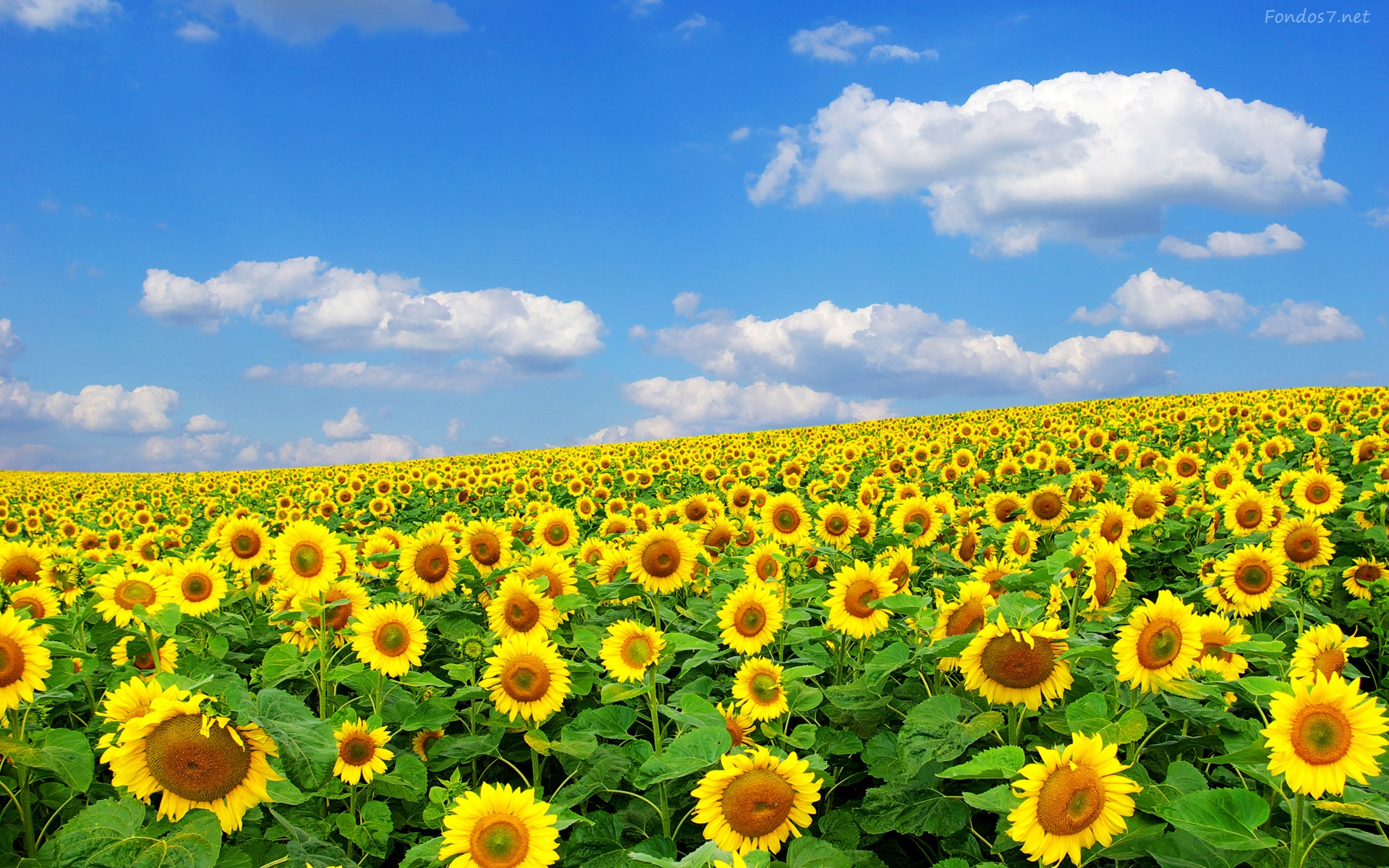 por que los girasoles giran hacia el sol