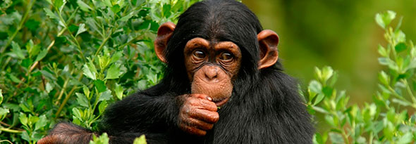 ¿Sabías que los chimpances se identifican con los humanos?