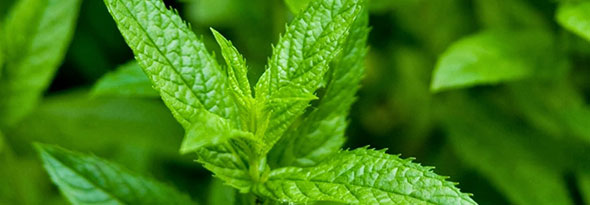 por que nos refrescan los caramelos de menta