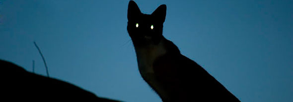 por que los ojos de los gatos brillan en la oscuridad