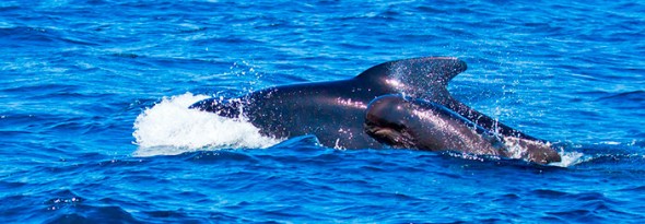 ¿Sabías que las ballenas también se broncean?