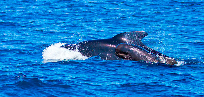 ¿Sabías que las ballenas también se broncean?