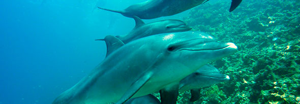 ¿Sabías que los delfines duermen con un ojo abierto?