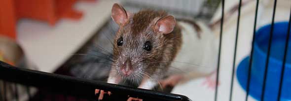 ¿Sabías que las ratas sonrien?