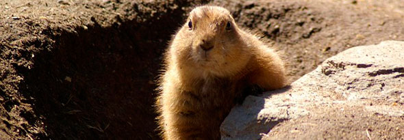 La marmota que predice el tiempo