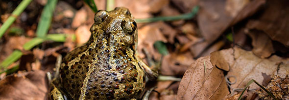 Cambios en los animales debido al otoño