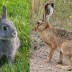 ¿Sabías en qué se diferencia un conejo a una liebre?