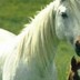 ¿Sabías que los caballos no pueden vomitar?