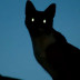 ¿Por qué los ojos de los gatos brillan en la oscuridad?