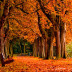 ¿Sabías que a muchos les deprimen el Otoño?