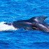 ¿Sabías que las ballenas también se broncean?