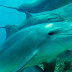 ¿Sabías que los delfines duermen con un ojo abierto?