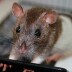 ¿Sabías que las ratas sonrien?