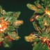 ¿Sabías que las plantas se pueden comunicar entre sí?