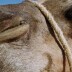 ¿Sabías que los camellos y dromedarios tienen tres párpados?