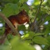 ¿Sabías que las ardillas también plantan árboles?