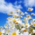 ¿Por qué nacen las flores en primavera?