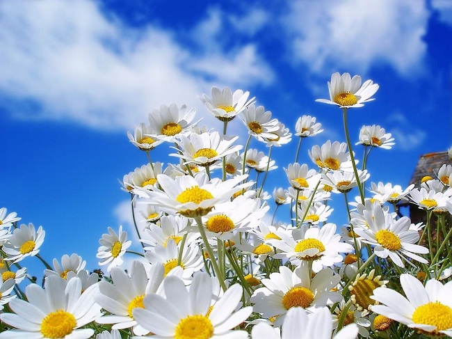 por que nacen las flores en primavera flores blancas