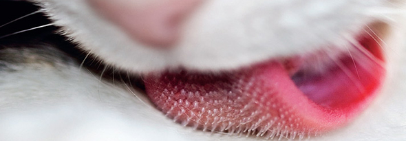 por que la lengua de los gatos es aspera