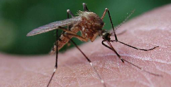 por que nos pican los mosquitos