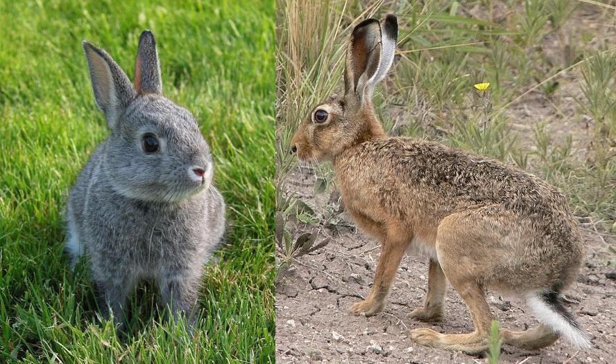 en que se diferencian los conejos y las liebres