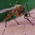 ¿Por qué nos pican los mosquitos?