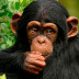 ¿Sabías que los chimpancés se identifican con los humanos?