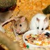 A los ratones no les gustan el queso
