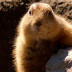 La marmota que predice el tiempo