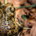 Cambios en los animales debido al otoño